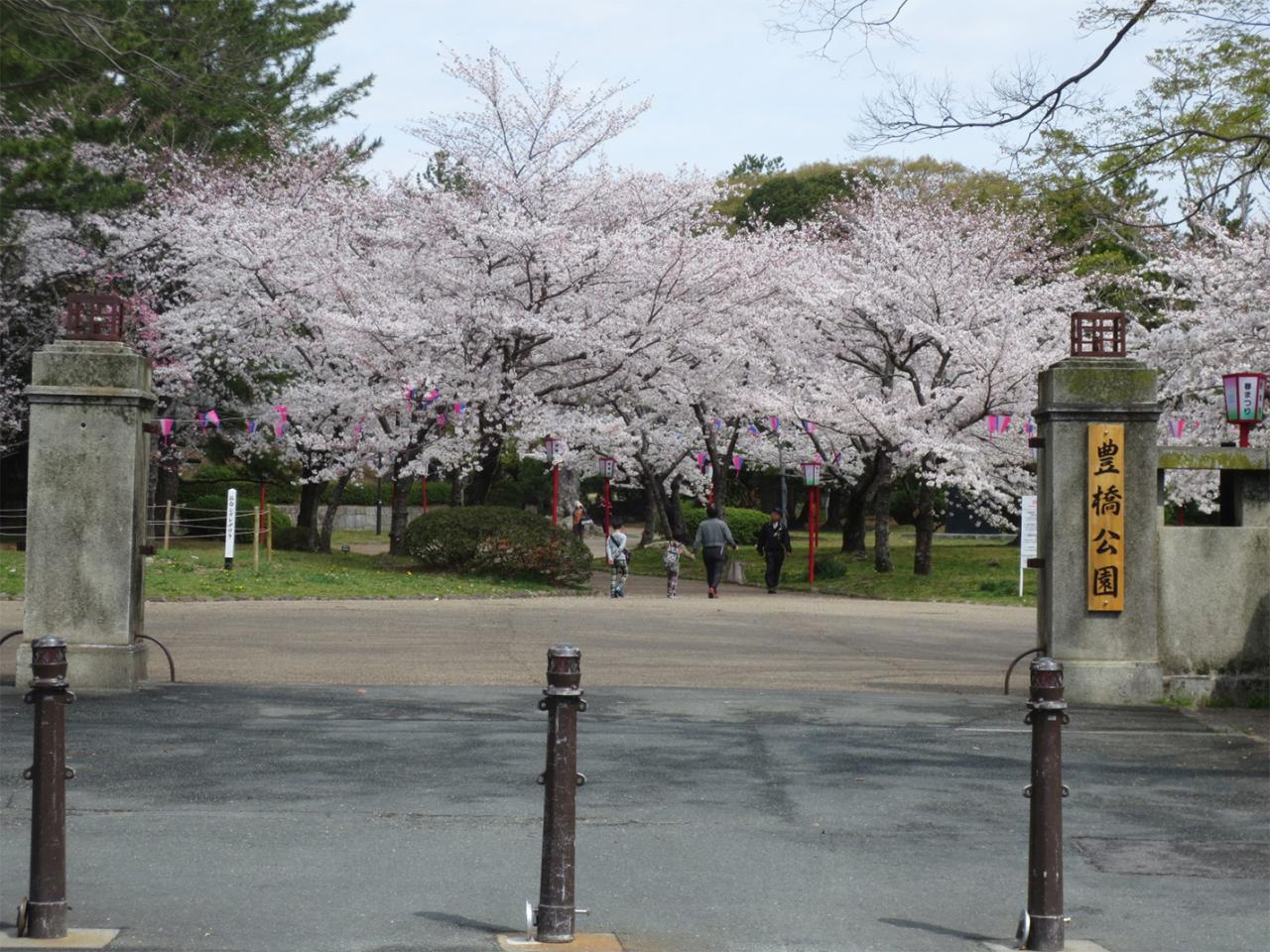 春になると桜が満開になる。（提供：豊橋観光コンベンション協会）