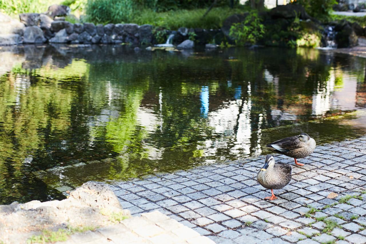 公園内にはかわいらしい鴨も。