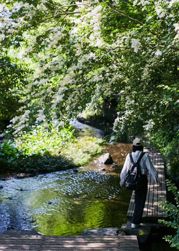湧水のまち・三島で朝散歩