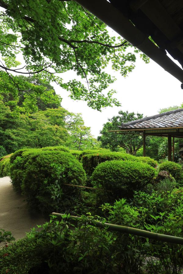 青もみじと季節の花々に和む〈詩仙堂〉へ。