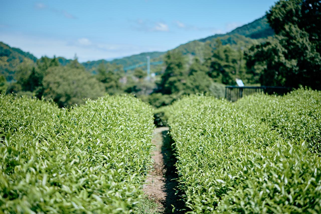 〈蔵屋鳴沢〉の茶畑。