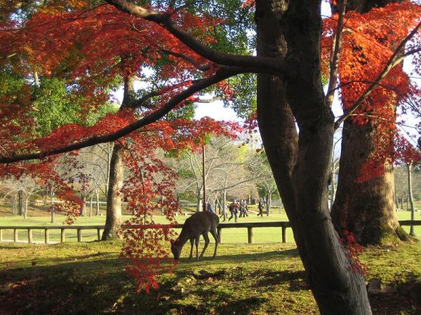 奈良公園｜奈良県・奈良市