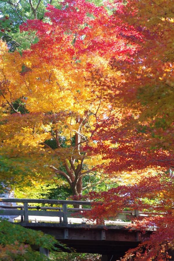 徳川園｜愛知県・名古屋市