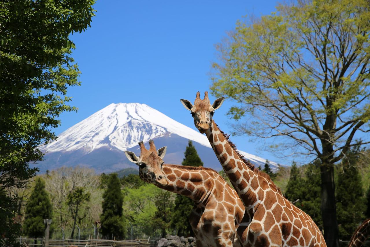 【200円割引クーポン付♪】富士サファリパーク入園チケット