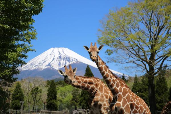 富士サファリパーク入園チケット
