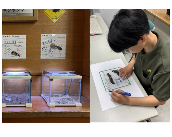 【夏休み限定企画】キミの展示が昆虫館に！～オリジナル昆虫展示をつくろう～