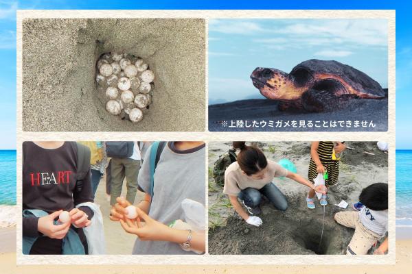 【EXサービス会員限定　特別体験】絶滅危惧種の卵に触れる！アカウミガメの卵の観察＆地温調査体験