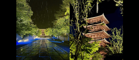 【EXサービス会員限定貸切！】世界遺産 仁和寺　青もみじ雲海ライトアップ拝観