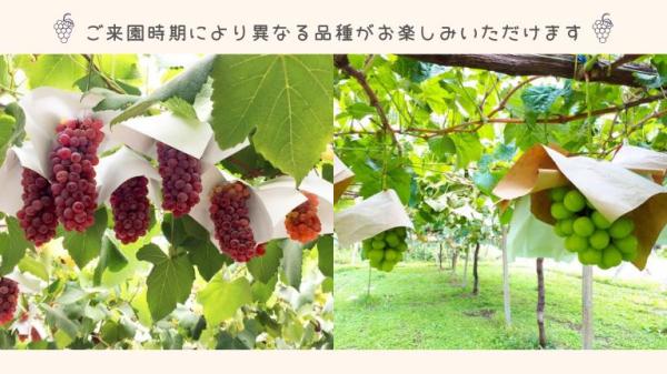【EX会員価格】時間無制限＆食べ放題！！ぶどう狩り