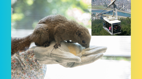 【リスに落花生をあげよう！】ぎふ金華山ロープウェー往復乗車券+リス村入村（エサ付）